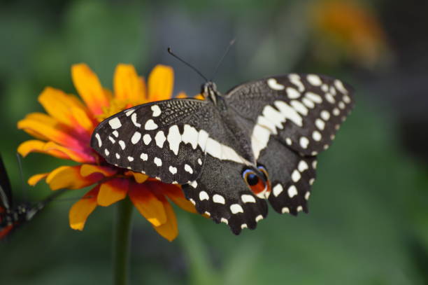 istock Butterfly in the garden 1000256250