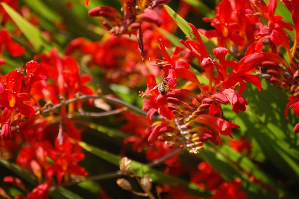 istock English Country Garden Walk 1000256256