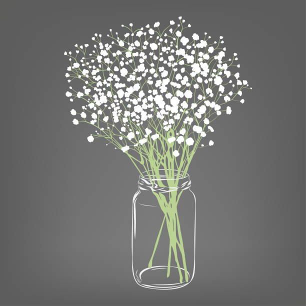 ilustrações de stock, clip art, desenhos animados e ícones de white flowers bouquet. gypsophila flowers. transparent clear glass jar. grey background. vector illustration. - gypsophila