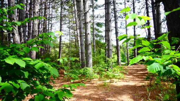 Jack pine forest on a carpet of reddish thorns