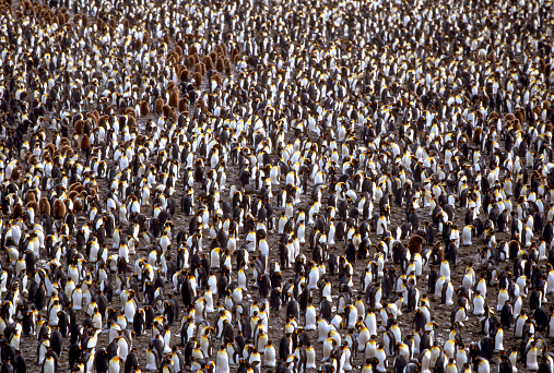 A massive King Penguin colony on South Georgia Island.