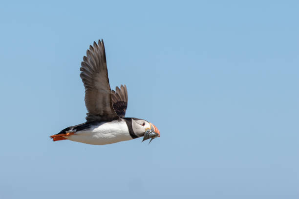 istock Puffin flying by with a mouthful of fish 1000259526
