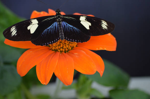 Butterfly in the garden