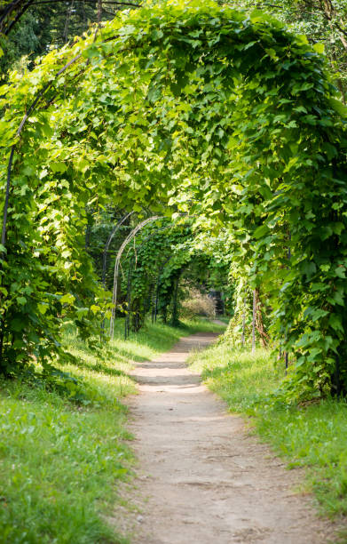 istock arch of green vines, shallow DOF 1000259892