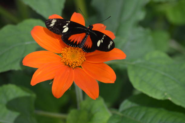 istock Butterfly in the garden 1000261886