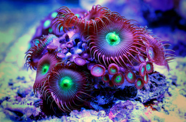 istock Zoanthus colony polyps in coral reef aquarium tank 1000264666