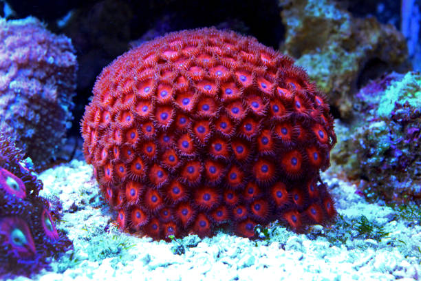 istock Zoanthus colony polyps in coral reef aquarium tank 1000264698