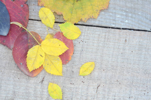 istock autumn leaves on wooden planks selective focus 1000266664