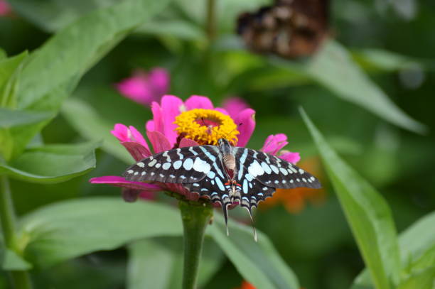 istock Butterfly in the garden 1000266990