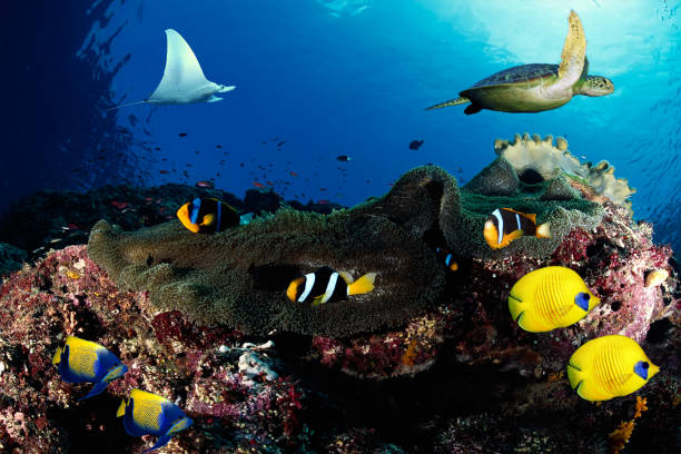 istock Underwater scenes with living species 1000270352