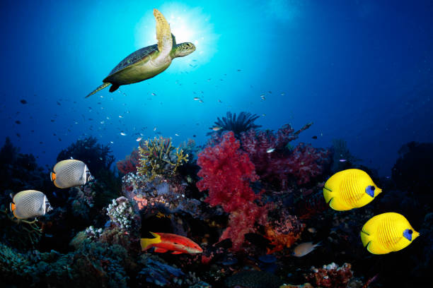 istock Underwater scenes with living species 1000270358