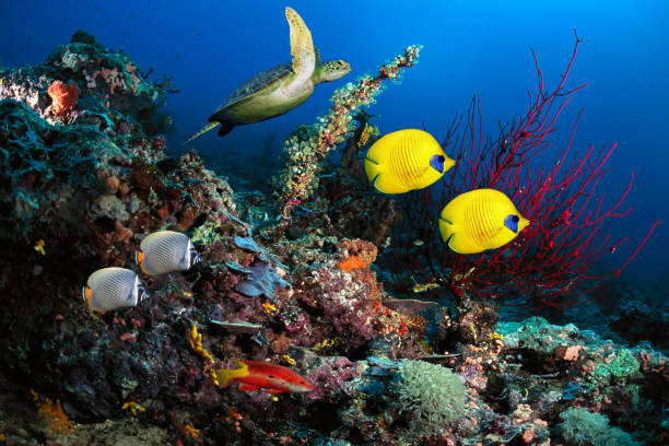 istock Underwater scenes with living species 1000270360