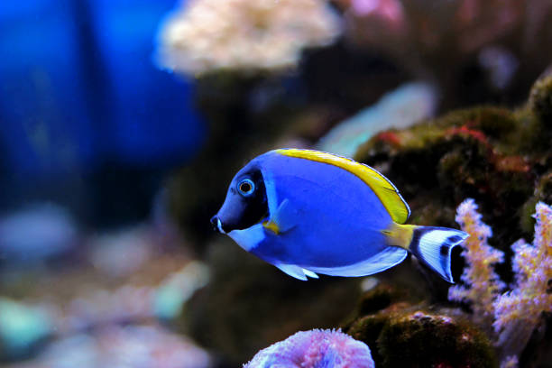 istock Powder blue tang in reef aquarium 1000277400