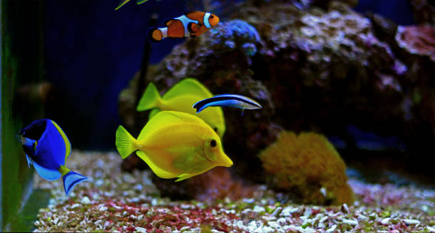 istock Zebrasoma tang in aquarium 1000278480