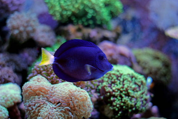 istock Zebrasoma tang in aquarium 1000278496