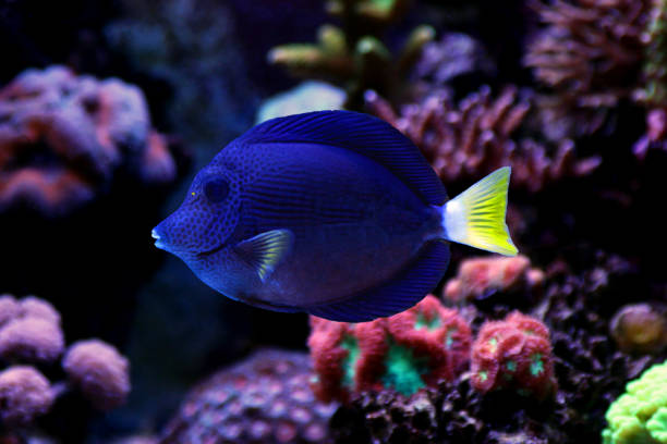istock Zebrasoma tang in aquarium 1000278512