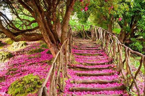 The staircase taken along the path is covered by the pink and purple petals fallen from the laurel in bloom