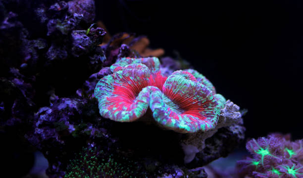 istock Open Brain LPS Coral, Trachyphyllia spp. 1000282412