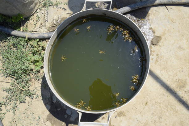 осы пьют воду из кастрюли, плавают на поверхности воды. осы летают над водой. осы полистес пьют воду - surface level water surface emotional stress water стоковые фото и изображения