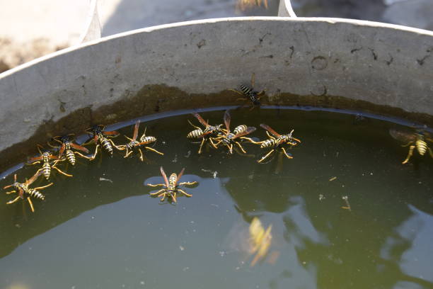 le vespe bevono acqua dalla padella, nuotano sulla superficie dell'acqua. le vespe sorvolano l'acqua. vespe polistes bevono acqua - emotional stress water surface water insect foto e immagini stock