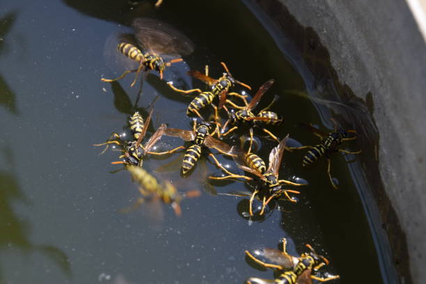 le vespe bevono acqua dalla padella, nuotano sulla superficie dell'acqua. le vespe sorvolano l'acqua. vespe polistes bevono acqua - emotional stress water surface water insect foto e immagini stock