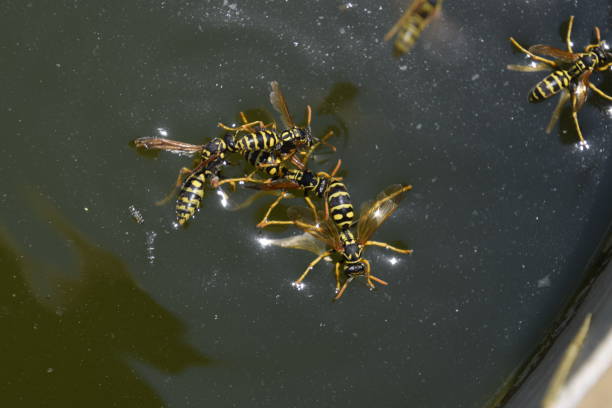 le vespe polistes bevono acqua. le vespe bevono acqua dalla padella, nuotano sulla superficie dell'acqua, non affondano. - emotional stress water surface water insect foto e immagini stock