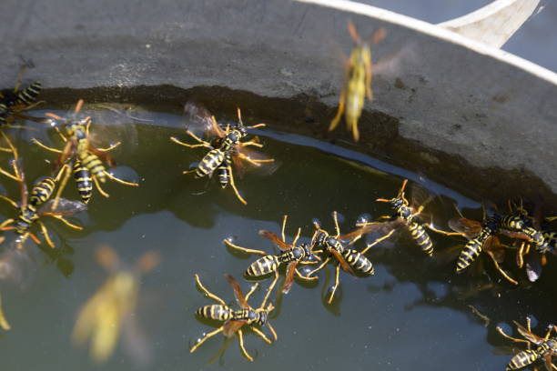 le vespe polistes bevono acqua. le vespe bevono acqua dalla padella, nuotano sulla superficie dell'acqua, non affondano. - emotional stress water surface water insect foto e immagini stock