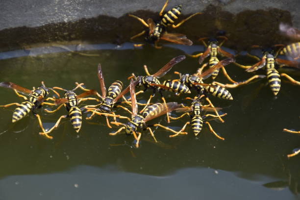 le vespe polistes bevono acqua. le vespe bevono acqua dalla padella, nuotano sulla superficie dell'acqua, non affondano. - emotional stress water surface water insect foto e immagini stock