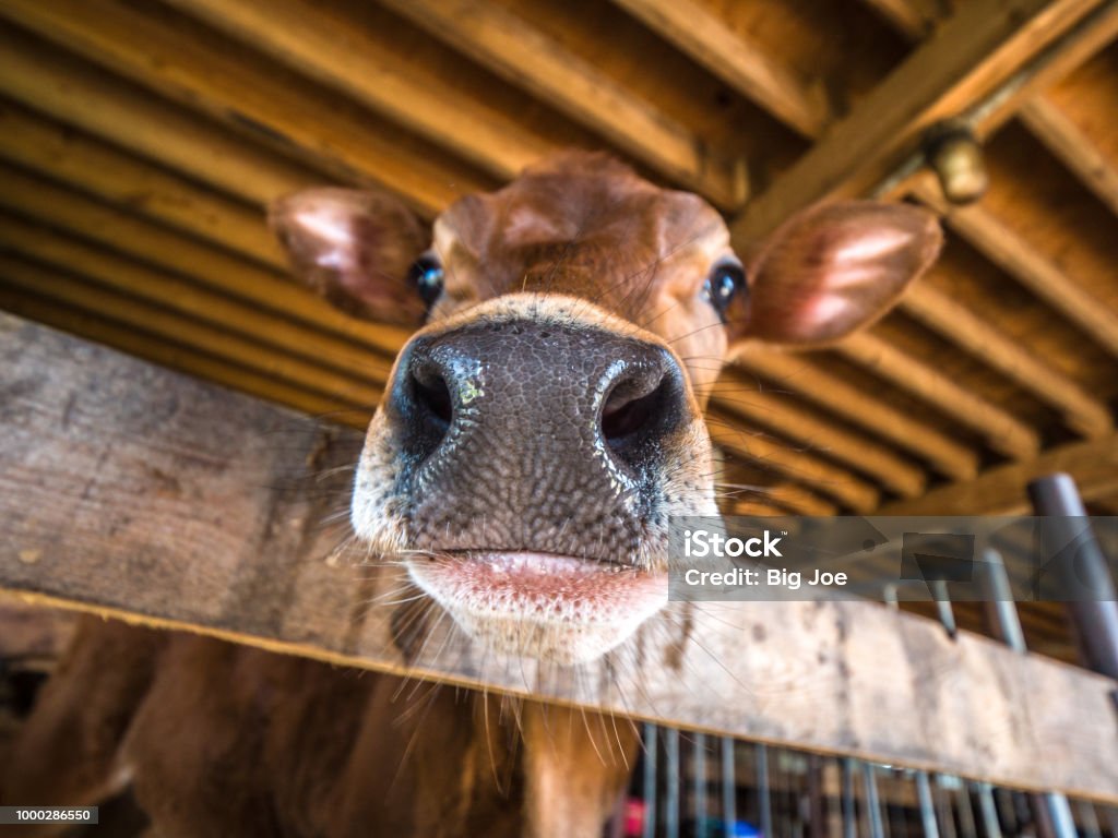 Close Up Photograph Of A Baby Brown Jersey Calf Or Cow Nose And Snout As It  Reaches Its Head Over A Wooden Pen Stock Photo - Download Image Now - iStock