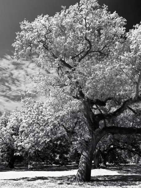 Photo of Tree in Audubon Park in Infrared