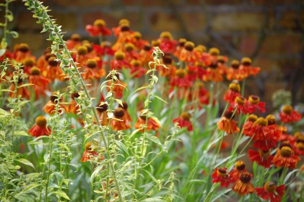 istock English Country Garden Walk 1000287626