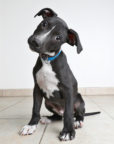 Terrier mixed breed dog puppy hoping to be adopted