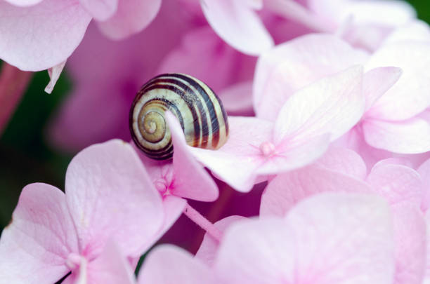 istock Snail hidden in pink flowers 1000292246