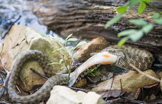 Extremely rare shot with great detail of a Dice Snake (Natrix Tessellata) eating a Trout fish, Plitvice Lakes National Park, Croatia