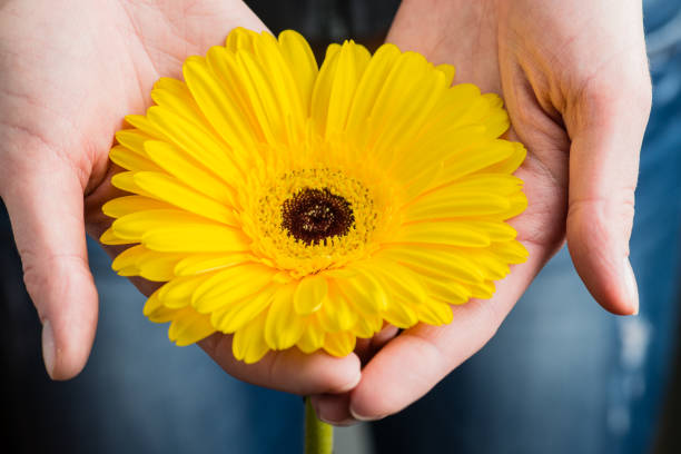 istock Close-up Of Female Hands Holding Gerbera 1000296036