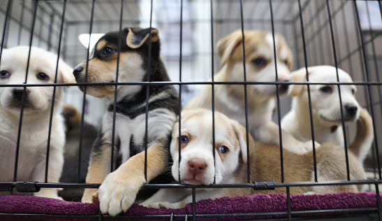 Camada de cachorros en el refugio de animales. Pastores australianos photo
