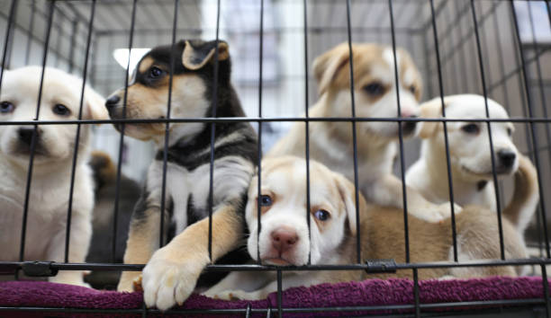 portée de chiots dans un refuge pour animaux. bergers australiens - refuge pour animaux photos et images de collection