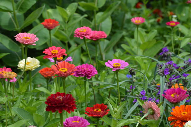 istock Zinnia flowers in the garden 1000302514