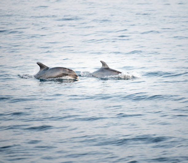 istock Dolphins playing in the Mediterranean Sea, Rovinj, Croatia 1000309326