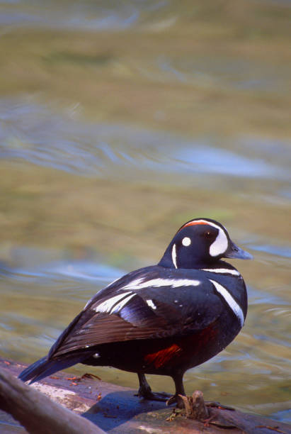 anatra arlecchino maschio - harlequin duck duck harlequin water bird foto e immagini stock