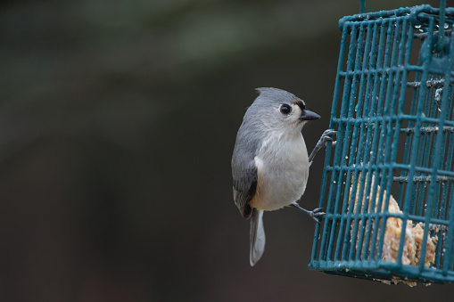 A tufted titmouse looks a little curious as it hangs from the size of the feeder. A bokeh background was captured.
