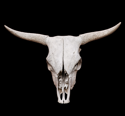 Skull of bull isolated on black background with clipping path. Brutal Symbol of Wild West. Stock photo.