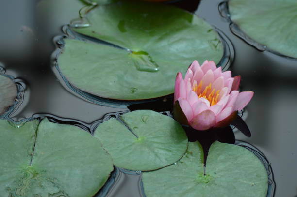 istock Water lily on the pond 1000316116