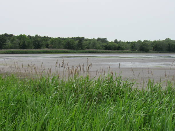istock Horizon Over NJ Wetlands 1000321700