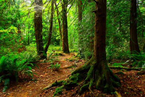 istock Pacific Southwest forest hiking trail 1000326266