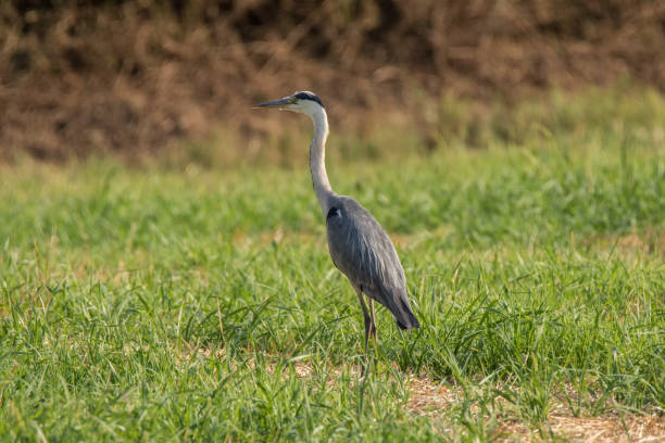 istock Wildlife in the field 1000350744