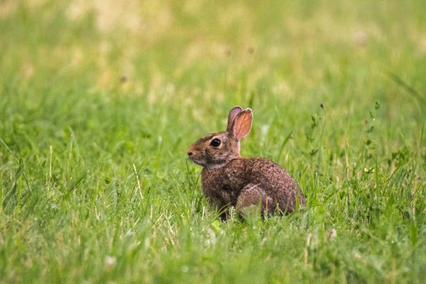 istock Wildlife in the field 1000350746