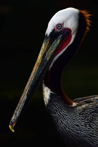 Californian Brown Pelican Bird