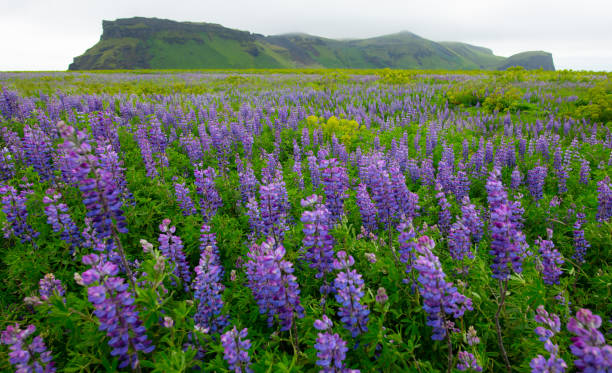 Endless Bluebonnets ( Lupinus ) Endless Bluebonnets ( Lupinus ) lupine flower photos stock pictures, royalty-free photos & images