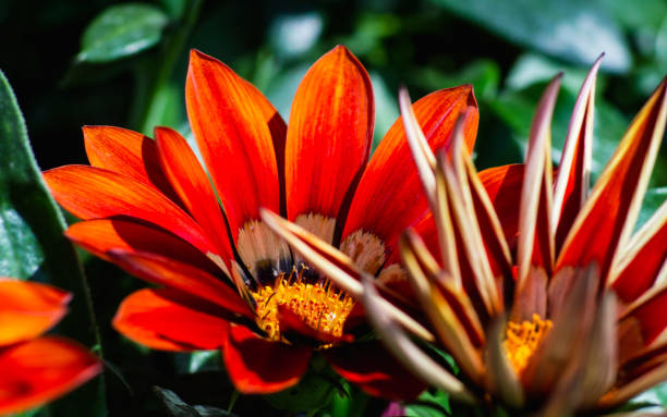 istock Petals of Gazania rigens 1000363304